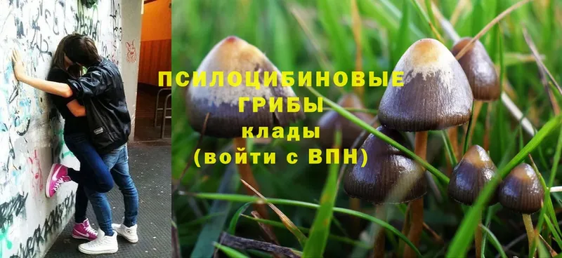 Галлюциногенные грибы Cubensis  где купить наркотик  маркетплейс наркотические препараты  Звенигород 